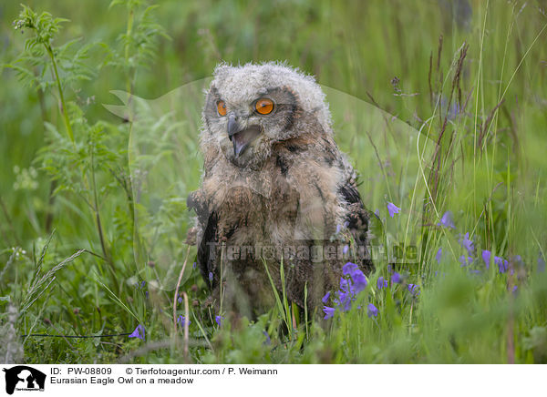 Uhu auf einer Wiese / Eurasian Eagle Owl on a meadow / PW-08809