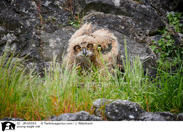 junger Uhu / young eagle owl / JR-05053