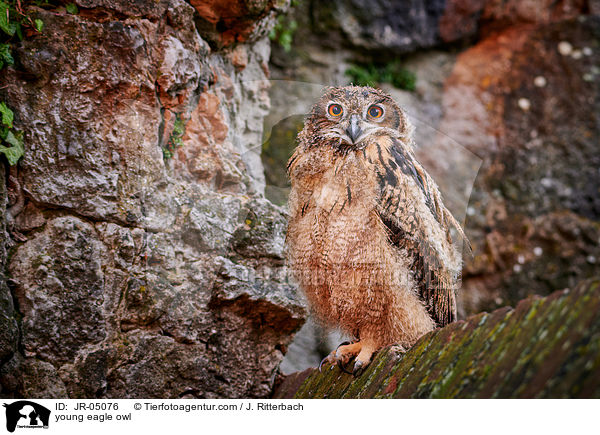 junger Uhu / young eagle owl / JR-05076