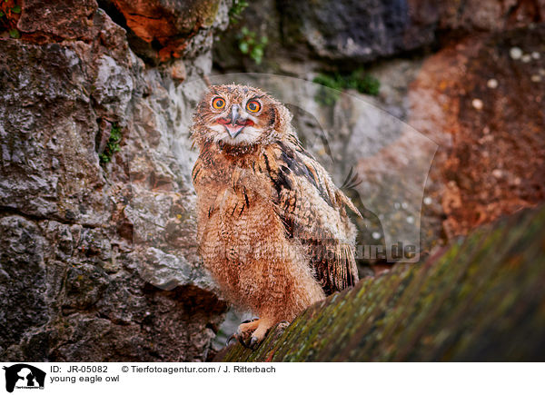 junger Uhu / young eagle owl / JR-05082