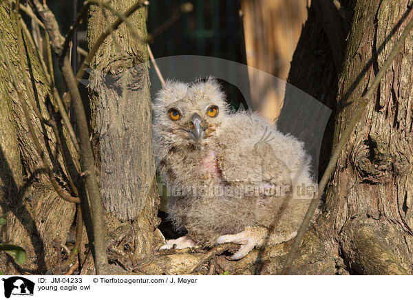 junger Uhu / young eagle owl / JM-04233