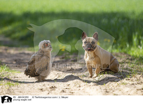young eagle owl / JM-04350