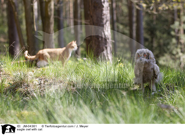 eagle owl with cat / JM-04361