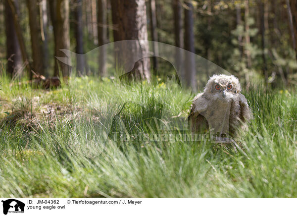 junger Uhu / young eagle owl / JM-04362