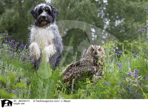 eagle owl / JM-04413