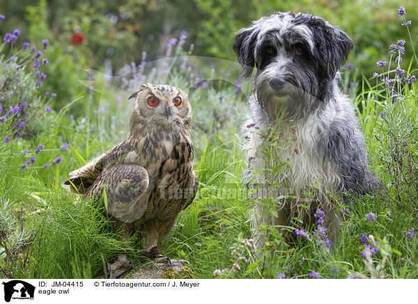 eagle owl / JM-04415