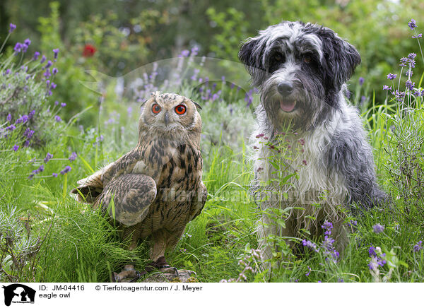 eagle owl / JM-04416