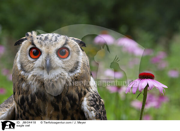 Uhu / eagle owl / JM-04418