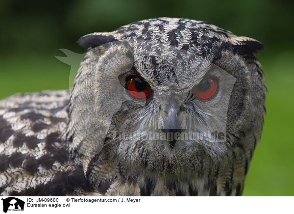 Uhu / Eurasian eagle owl / JM-09680