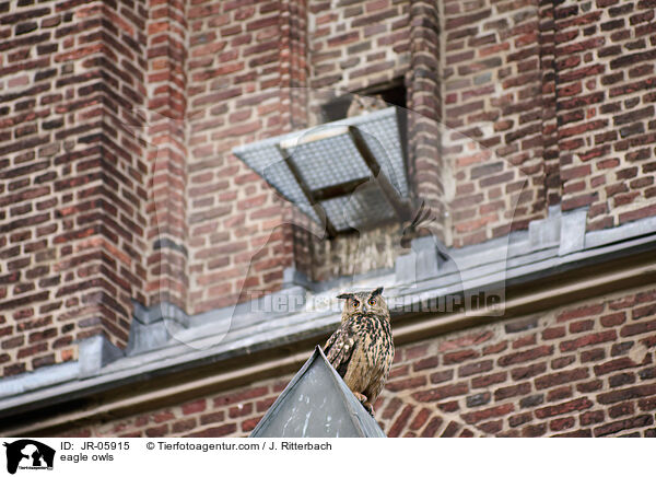 Uhus / eagle owls / JR-05915