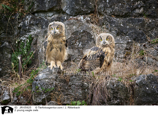 2 junge Uhus / 2 young eagle owls / JR-05925