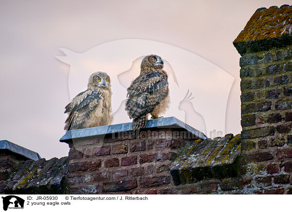 2 junge Uhus / 2 young eagle owls / JR-05930