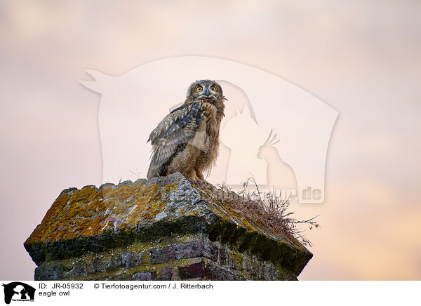 Uhu / eagle owl / JR-05932