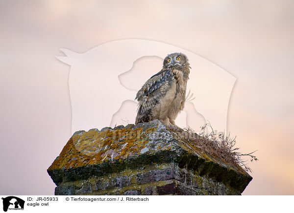Uhu / eagle owl / JR-05933