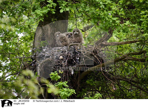 Uhu / eagle owl / JR-05959