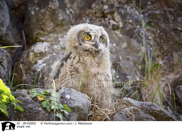 Uhu / eagle owl / JR-05962
