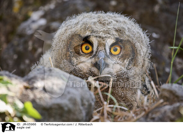 Uhu / eagle owl / JR-05966