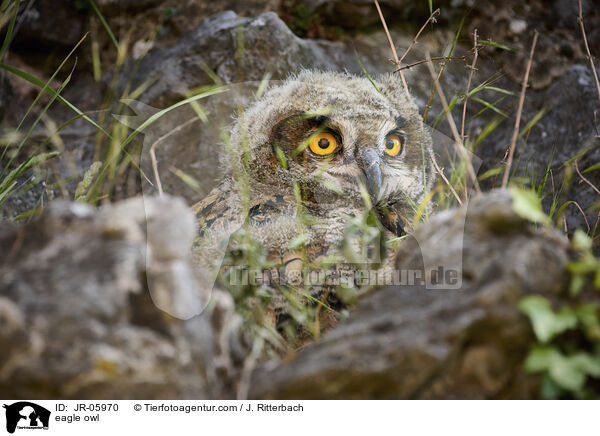 Uhu / eagle owl / JR-05970