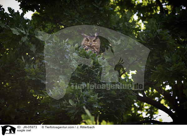 Uhu / eagle owl / JR-05973