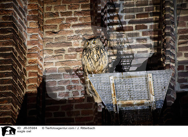 Uhu / eagle owl / JR-05984