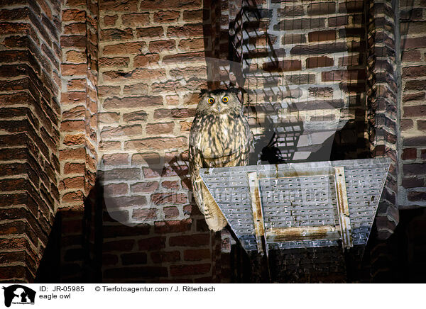 Uhu / eagle owl / JR-05985
