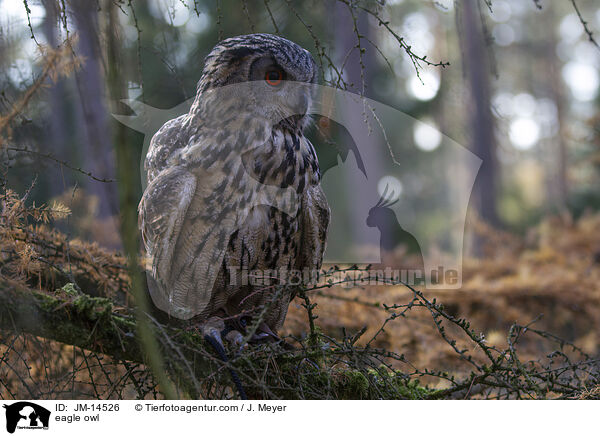 Uhu / eagle owl / JM-14526