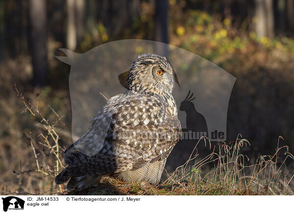 Uhu / eagle owl / JM-14533