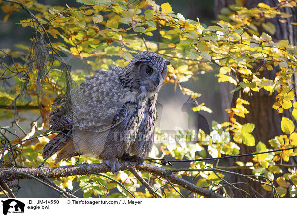eagle owl / JM-14550