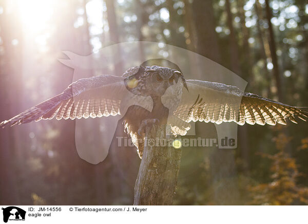 eagle owl / JM-14556