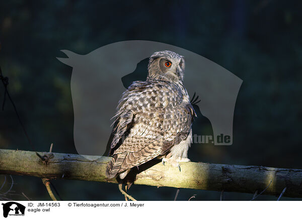 Uhu / eagle owl / JM-14563