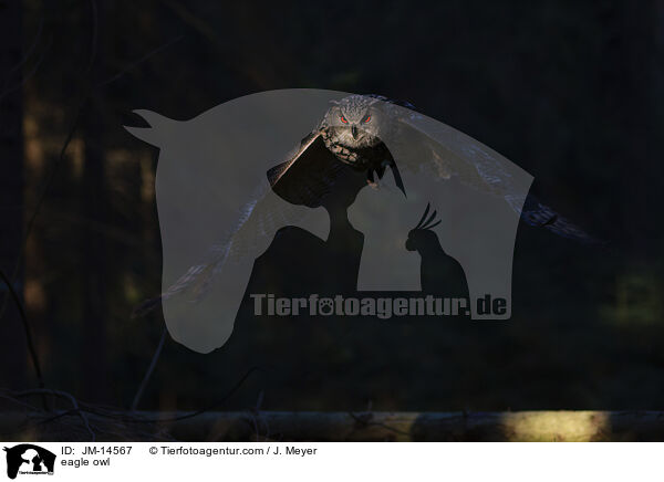 eagle owl / JM-14567