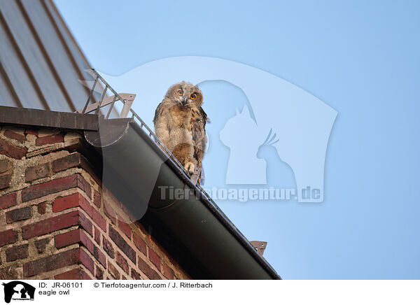 Uhu / eagle owl / JR-06101