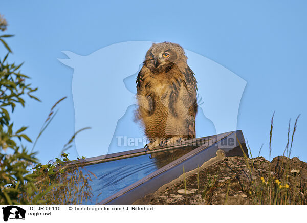 Uhu / eagle owl / JR-06110