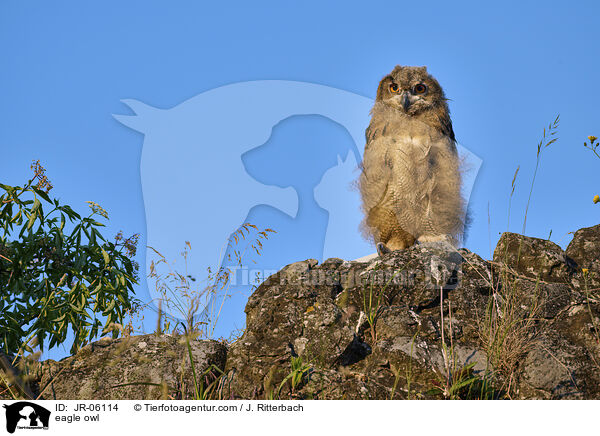 eagle owl / JR-06114