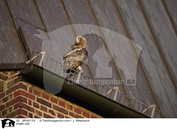 Uhu / eagle owl / JR-06119