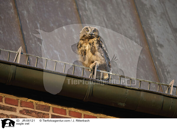 Uhu / eagle owl / JR-06121