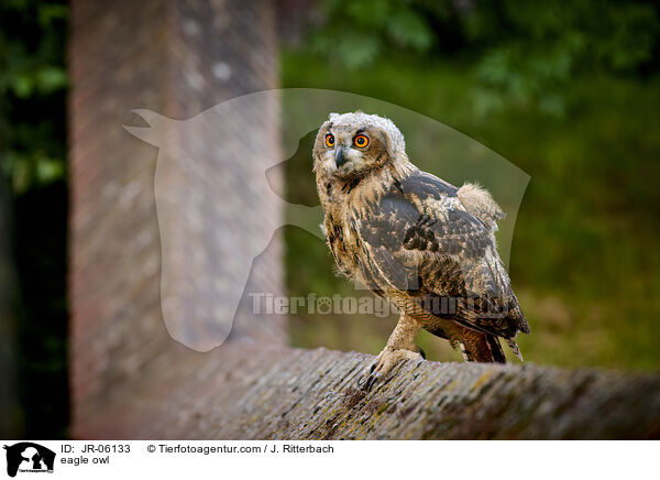 Uhu / eagle owl / JR-06133