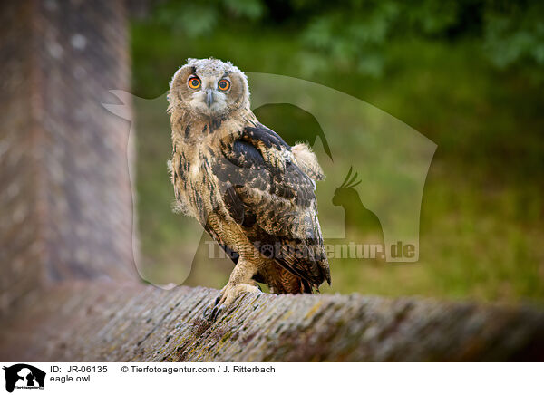 Uhu / eagle owl / JR-06135