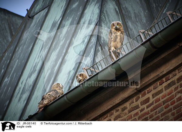 eagle owls / JR-06140