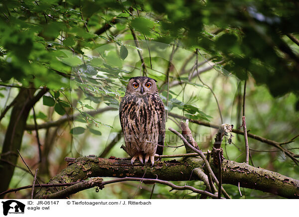 Uhu / eagle owl / JR-06147