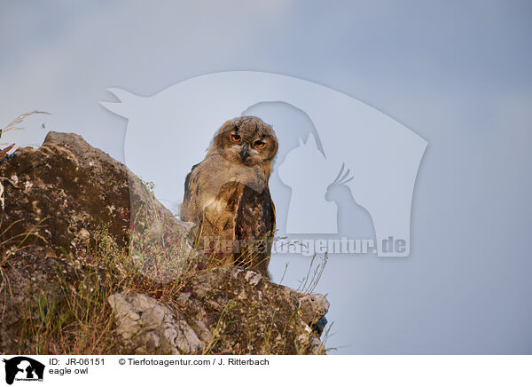 eagle owl / JR-06151