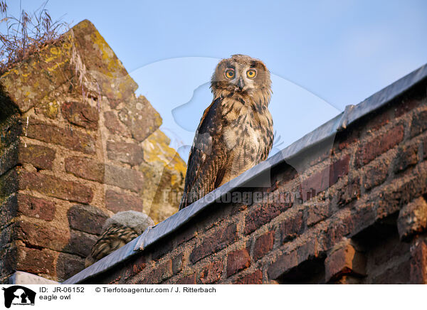 Uhu / eagle owl / JR-06152