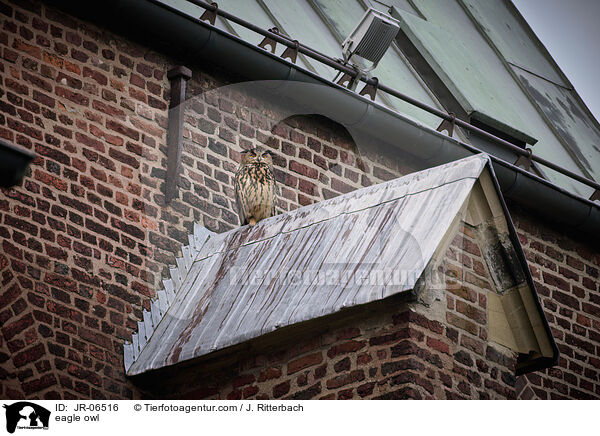 eagle owl / JR-06516