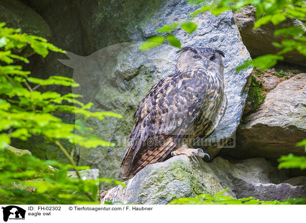 eagle owl / FH-02302