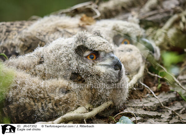 Uhu Kken / Eagle owl chicks / JR-07352