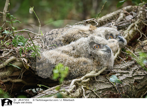 Uhu Kken / Eagle owl chicks / JR-07353