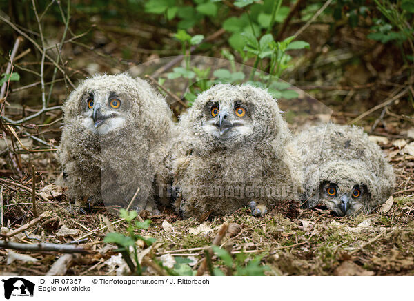 Uhu Kken / Eagle owl chicks / JR-07357