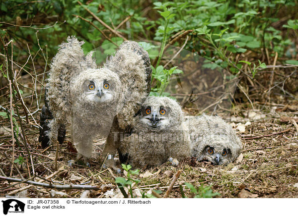 Eagle owl chicks / JR-07358