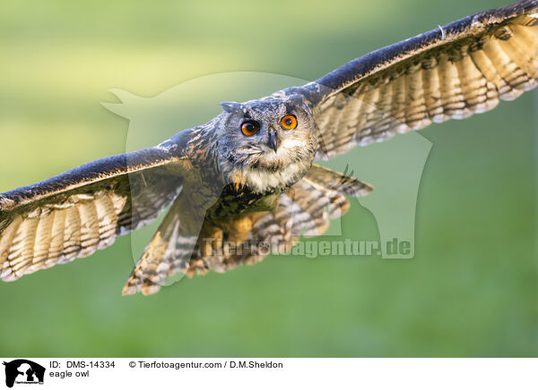 Uhu / eagle owl / DMS-14334