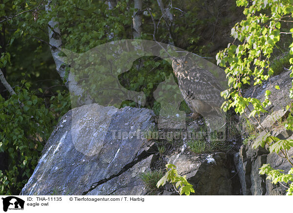 Uhu / eagle owl / THA-11135
